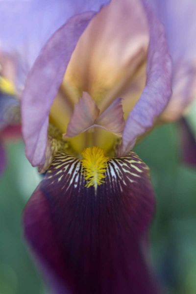 USA, Maine, Harpswell Close-up of iris flower